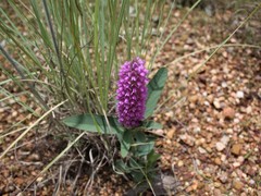 Uraria lagopodioides