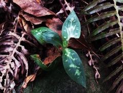 Goodyera daibuzanensis