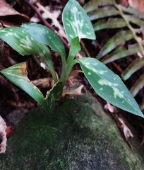 Goodyera daibuzanensis