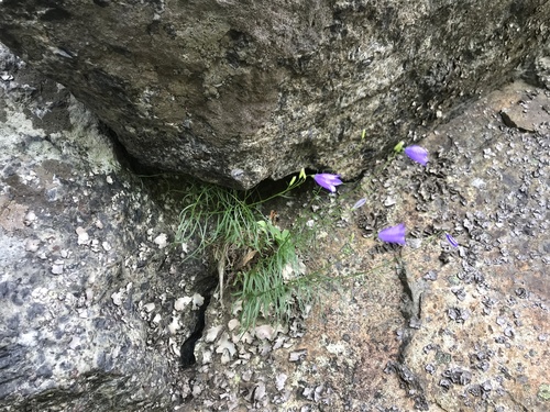 Wallface Ponds Trail