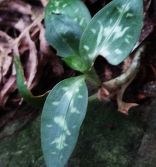 Goodyera daibuzanensis