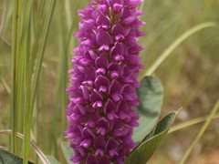 Uraria lagopodioides