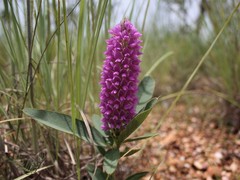 Uraria lagopodioides