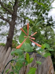 Lonicera sempervirens