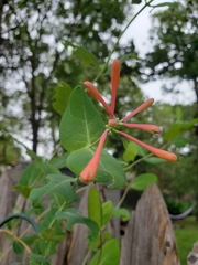 Lonicera sempervirens