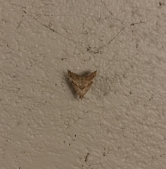 Scybalistodes periculosalis