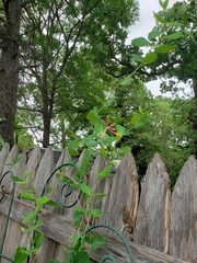 Lonicera sempervirens