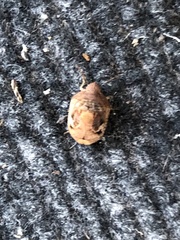 Stethaulax marmorata