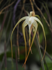 Brassavola cucullata