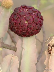 Desmidorchis retrospiciens
