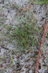 Eleocharis baldwinii