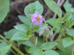 Solanum stoloniferum