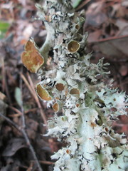 Parmotrema submarginale