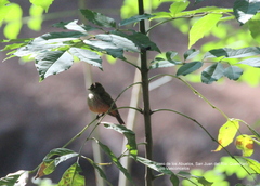 Pyrocephalus rubinus