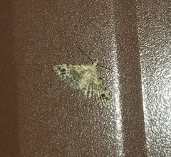 Alucita montana