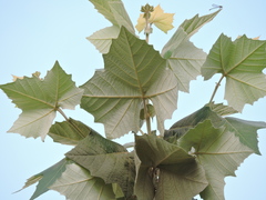 Platanus rzedowskii