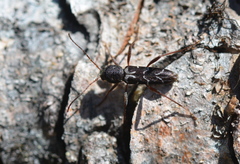 Neoclytus muricatulus
