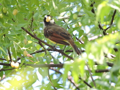 Pitangus sulphuratus