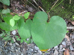 Matelea carolinensis