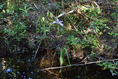 Iris virginica