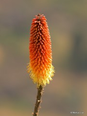 Kniphofia foliosa