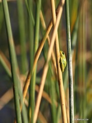 Hyperolius viridiflavus