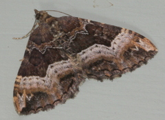 Chrysolarentia lucidulata