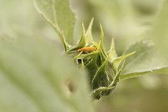 Epicauta ferruginea