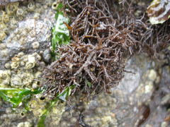 Endocladia