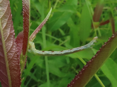 Eupithecia satyrata