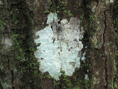 Phlyctis boliviensis