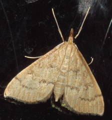 Metasia dicealis