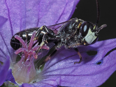 Hylaeus confusus