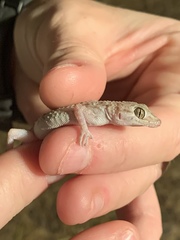 Cyrtopodion scabrum