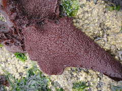 Chondracanthus