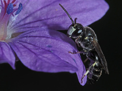 Hylaeus confusus