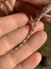 Cyrtopodion scabrum