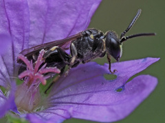 Hylaeus confusus