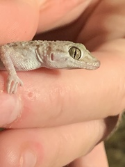 Cyrtopodion scabrum