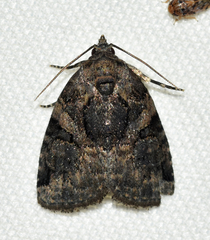 Pseudeustrotia indeterminata