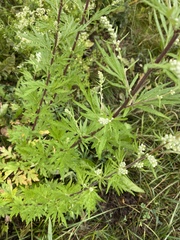 Artemisia vulgaris