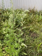 Artemisia vulgaris