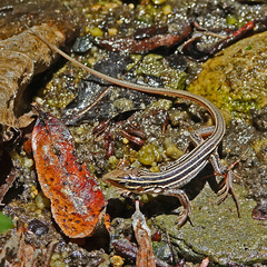 Aspidoscelis sonorae