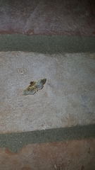 Apilocrocis brumalis