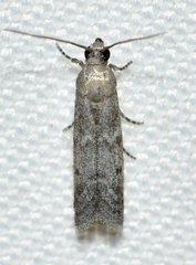 Eurythmia angulella