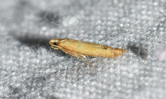 Tischeria quercitella