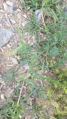 Erodium stephanianum