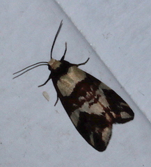 Thallarcha phalarota