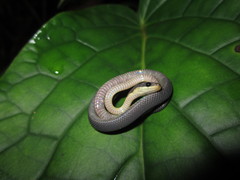 Synophis niceforomariae