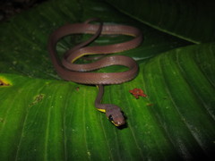 Synophis niceforomariae